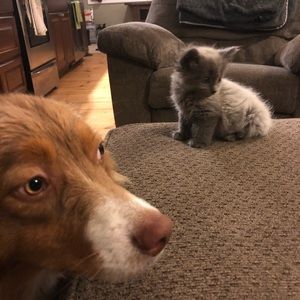 Meet your Posher, Corissa